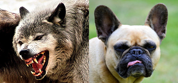 On the left, a photo of a snarling wolf. On the right, a photo of a grumpy bulldog.